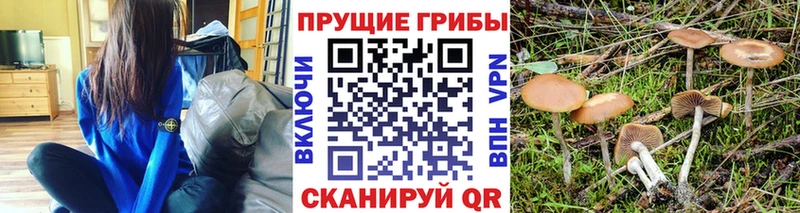 Купить где Чебоксары Псилоцибиновые грибы GOLDEN TEACHER